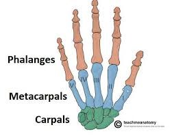 Image result for tulang metacarpal