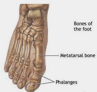 Image result for tulang metatarsal